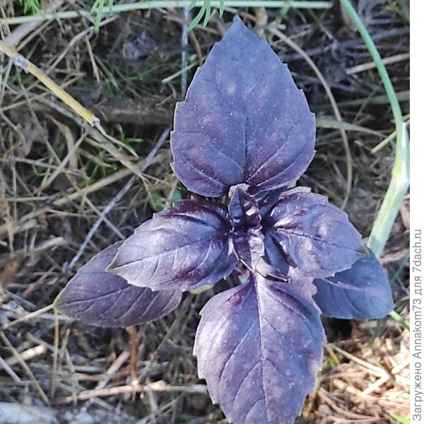 Фиолетовый