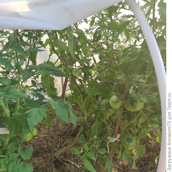 Вот крупно тот куст на котором был черный стебель, виден пенек