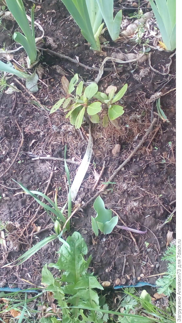 Фото пересаженного куста