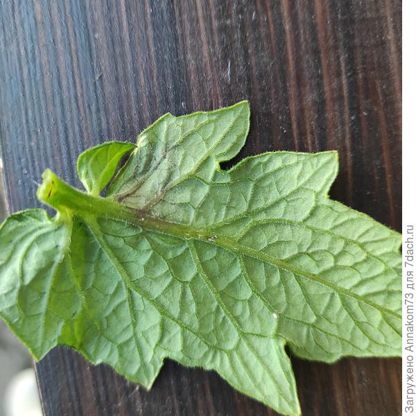 Лист другой сорт изнанка