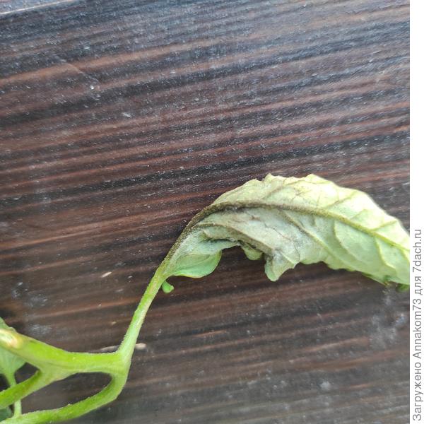 Лист изнанка