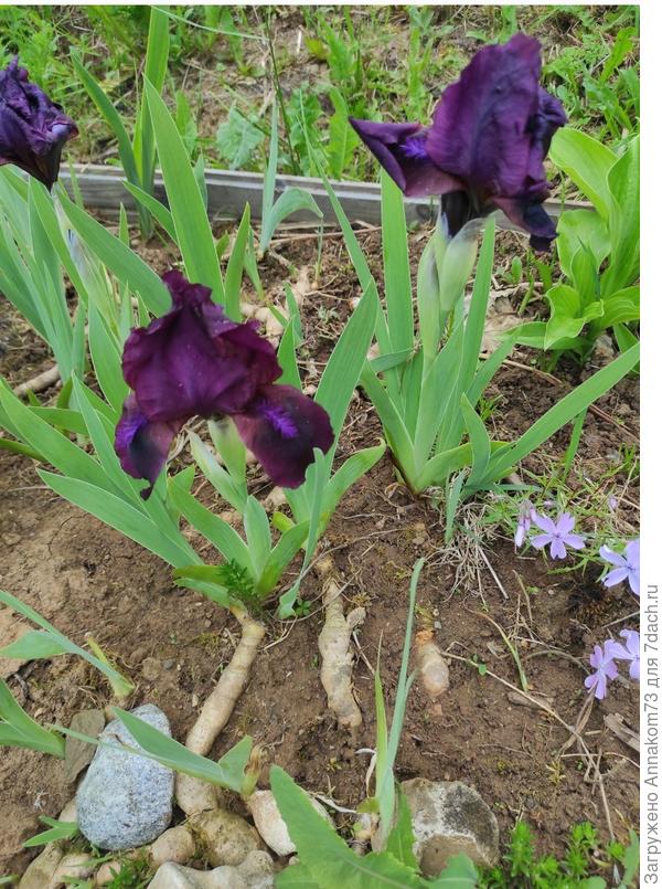 Карликовые ирисы