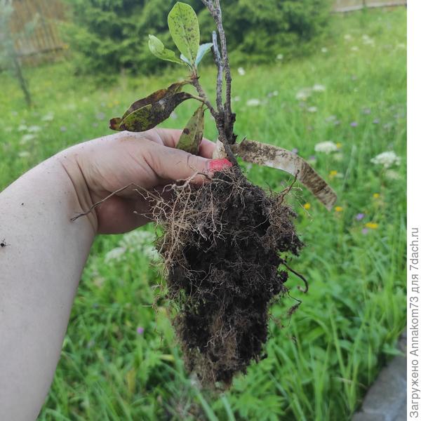 Выкопанный рододендрон