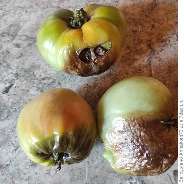 Почернение снятых помидор через неделю