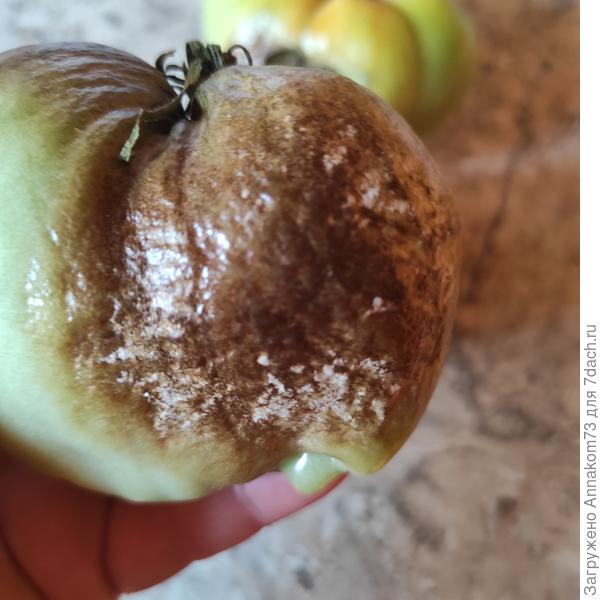 Коричневые пятна с белым налетом