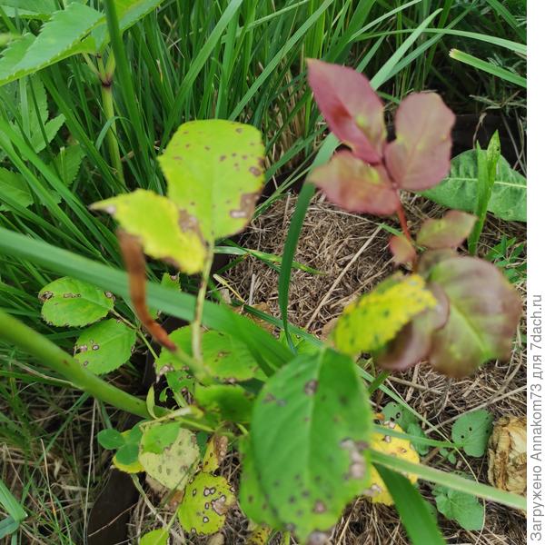 Точки на листьях