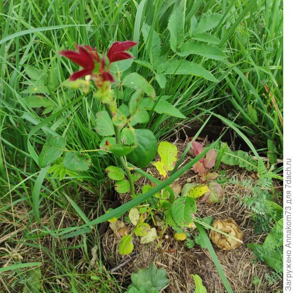 Новые побеги на верхушке