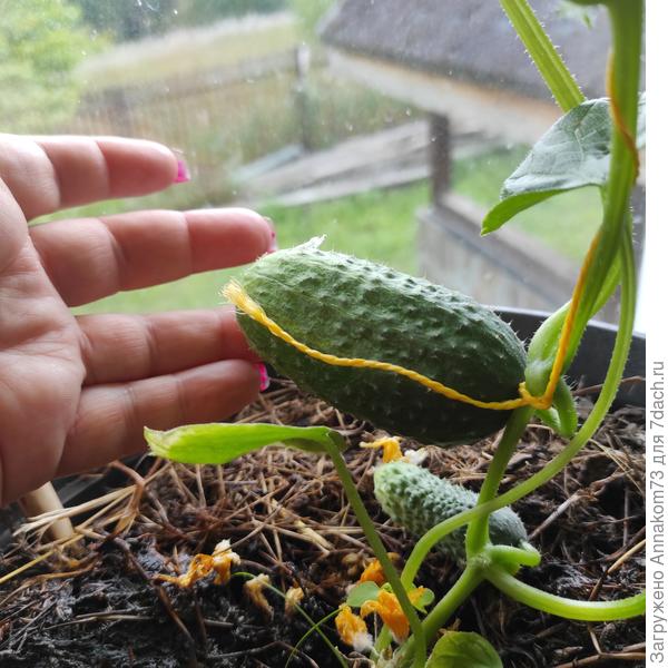 И даем огурчики