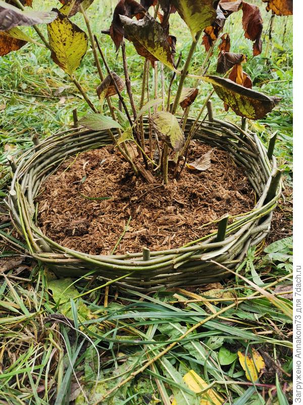 Плетеная ограда для гортензии готова