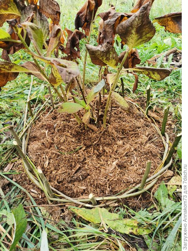 Первый ряд плетения