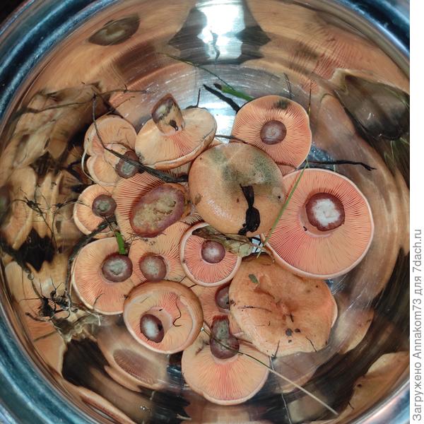 Вот мой урожай. Это работает один раз. Маленькие не трогаю, срезаю раз в два дня, чтобы не червивили