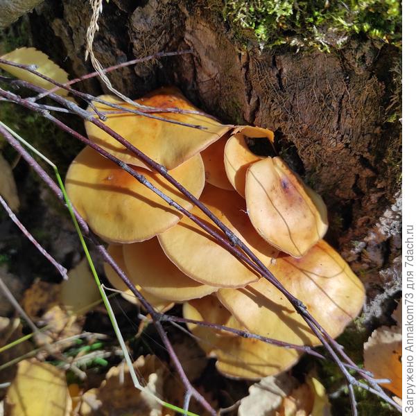 Зимний опенок фламулина