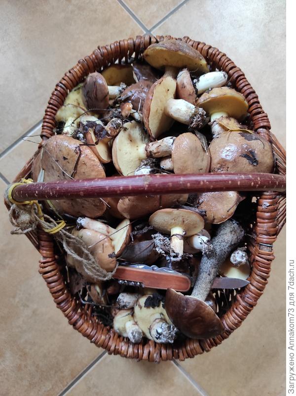 Маслята и подберезовики