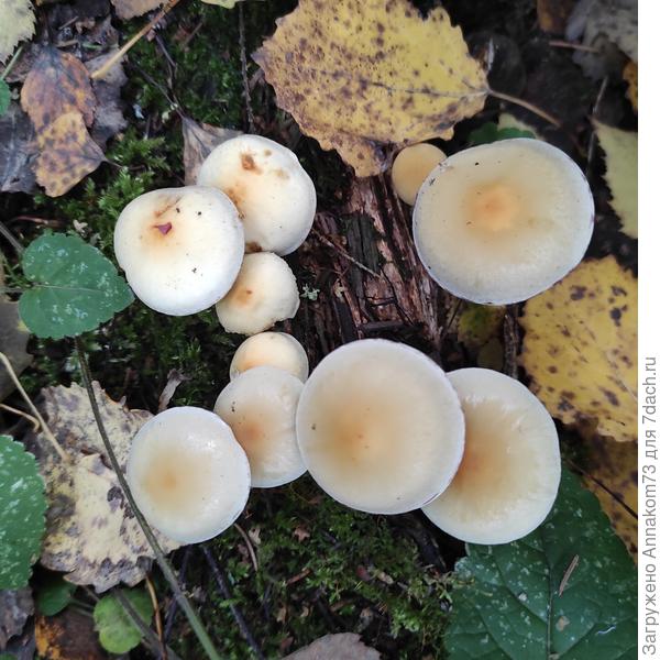 Опенок маковый