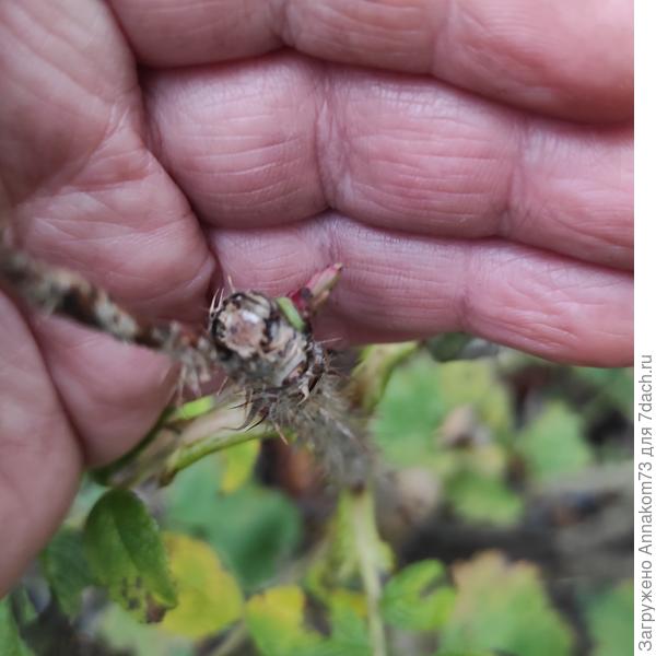 Почка розы на шиповнике