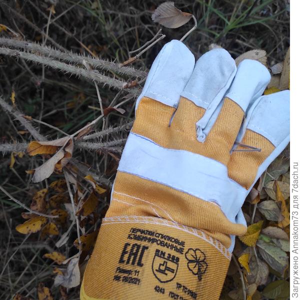 Морщинистый шиповник в перчатках не травмирует руки