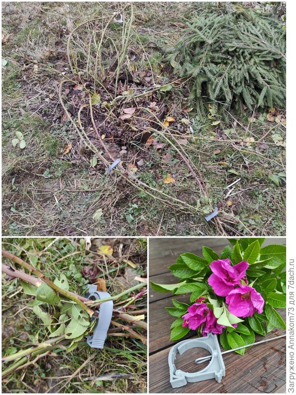 Крепление к земле веток