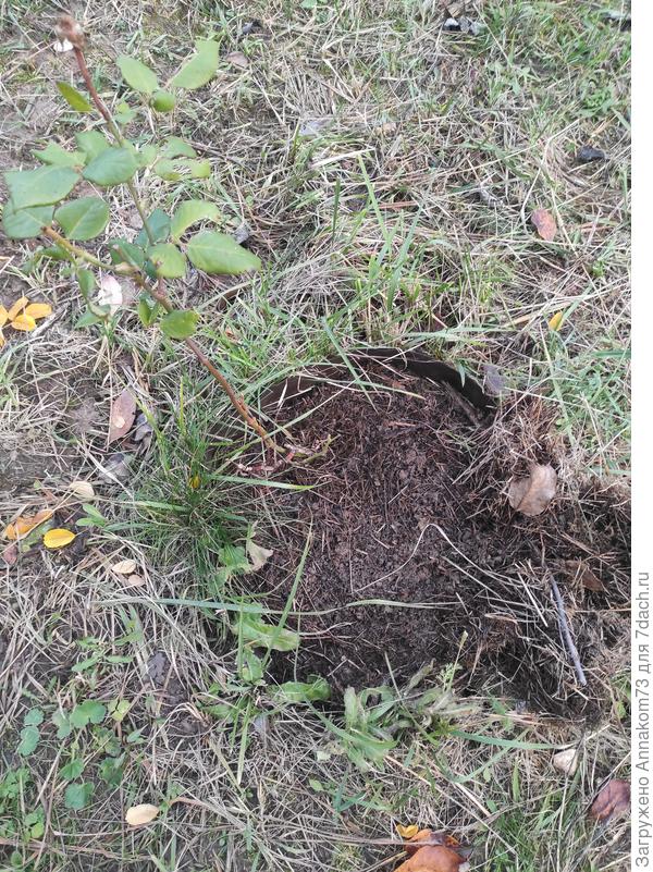 Убрала мульчу с приствольного круга