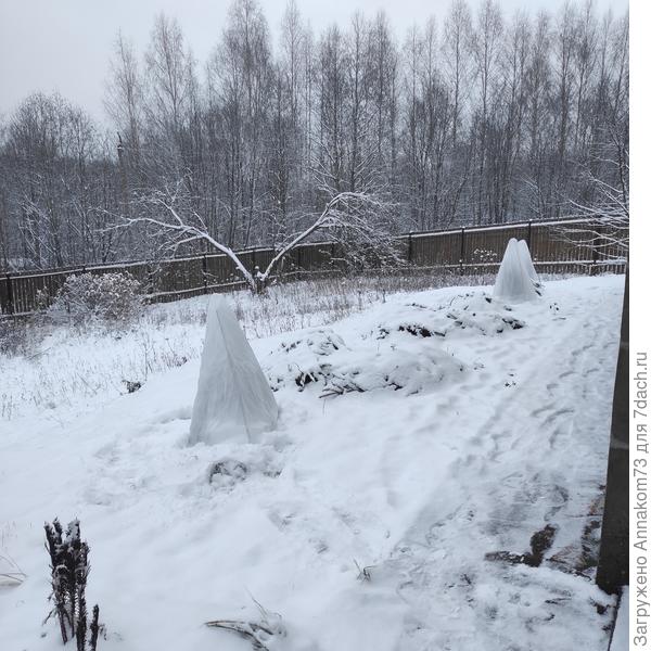 Розы на зимовке, два вида укрытия.