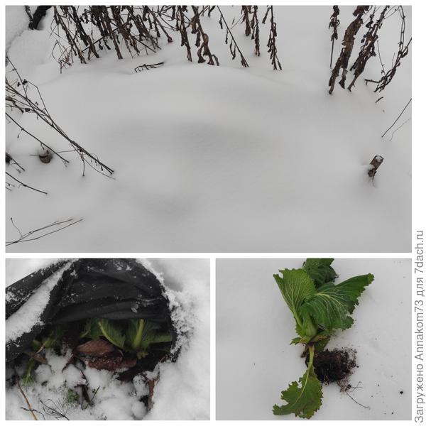 Парничок засыпан снегом, только ориентиры торчат. Раскопки салата. Сам салат чуток подмерзший, но и заморозки были уже -11°C