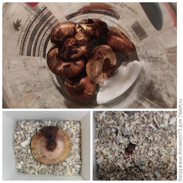 Избавляемся от трипсов и складываем луковицы на хранение