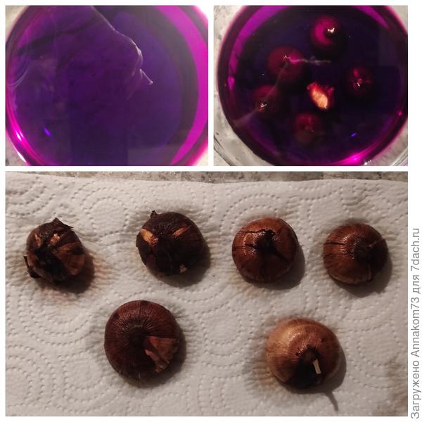 Замачивание в растворе марганцовки