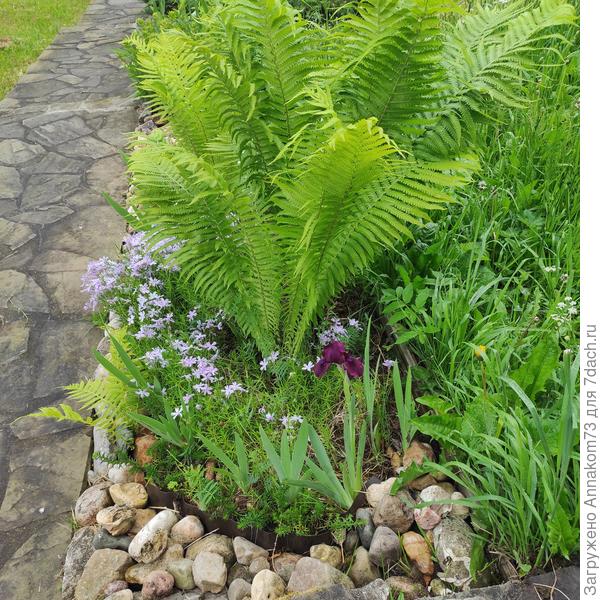 Вот он мой акцент))) а в конце лета он еще и цветет, ну или что-то типа того