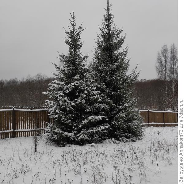 Вот мои красавицы. Вымахали с 2008 года. Одна была по колено, другая 1.5 метра