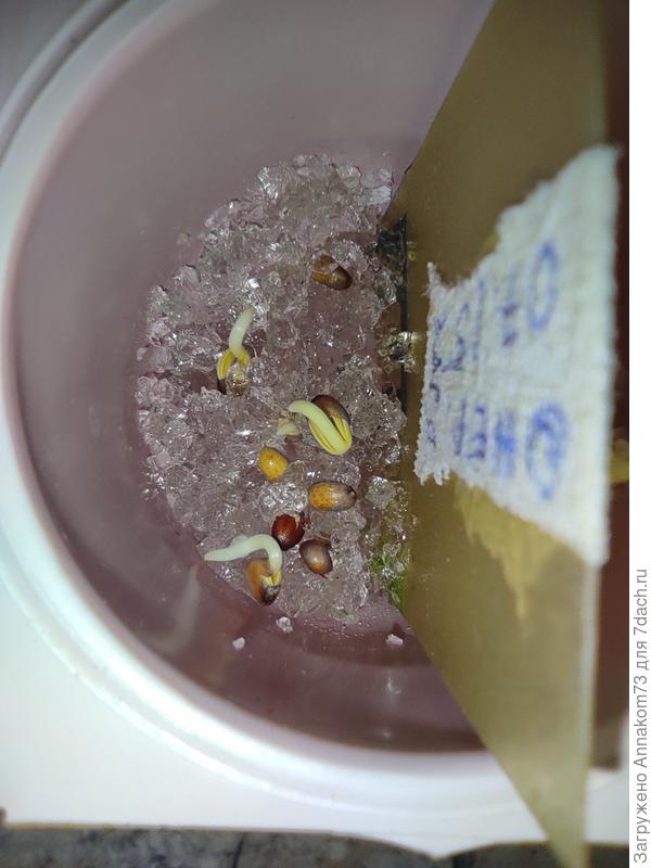 Первые корешки редиса заря 13 декабря