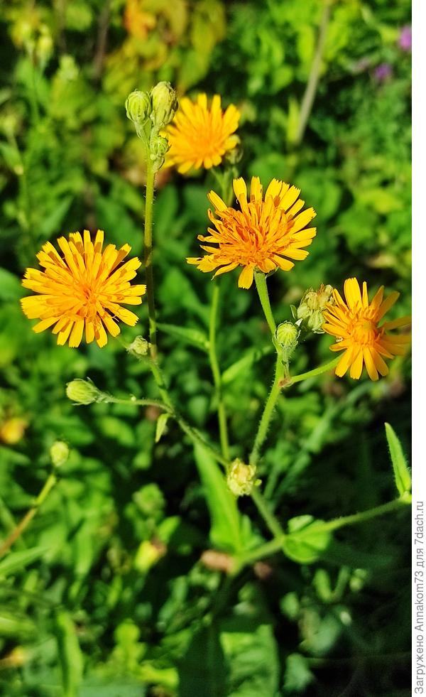 Луговые цветы