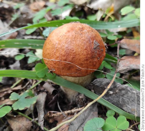 Подосиновик с рыжей шляпкой
