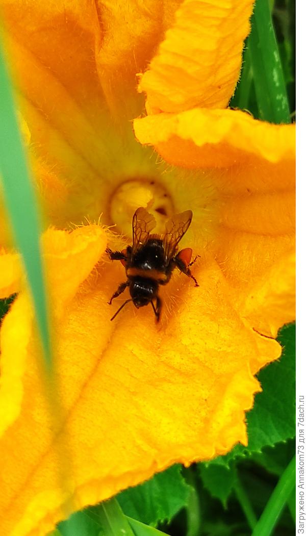 Шмель в цветке, тоже любит всё оранжевое.