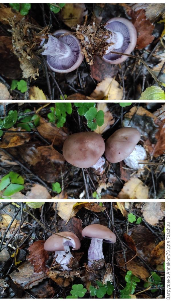 Говорушка, рядовка фиолетовая