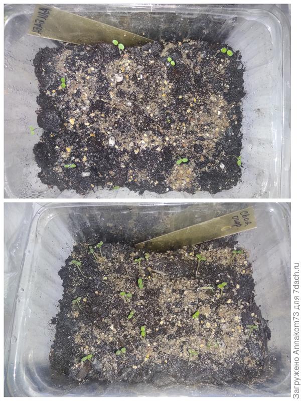 Я бы сказала что всхожесть ооочень хорошая