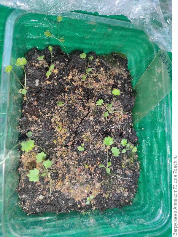 Мелкоплодная, покупные семена, сорт Али баба.