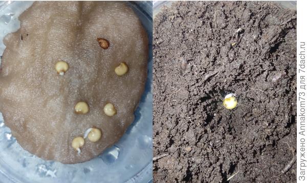 Посадка в грунт перцев 28.02.2023