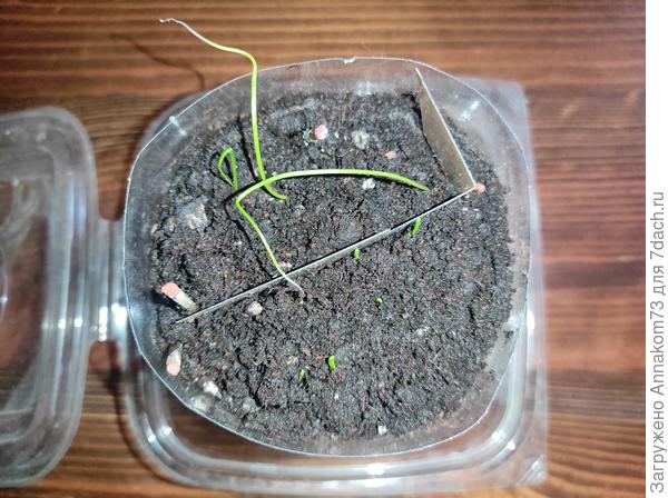 Петельки всходов от Аэлита 04.03.2023