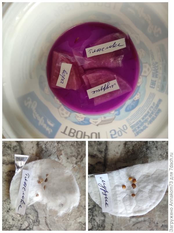 23.02.2023 томаты и два вида баклажанов отправились на проращивание