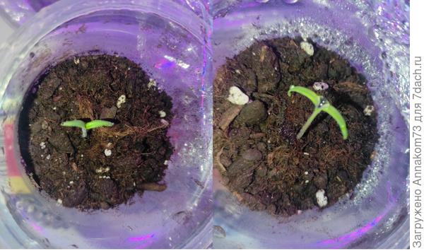 28.02.2023 томаты уже распустили семядоли