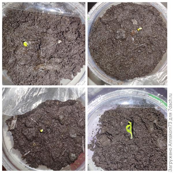 06.03.2023 петельки всходов Рамиро, баклажанов и томатов