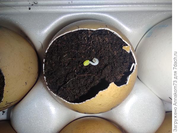 Посадка пророщенных семян базилика