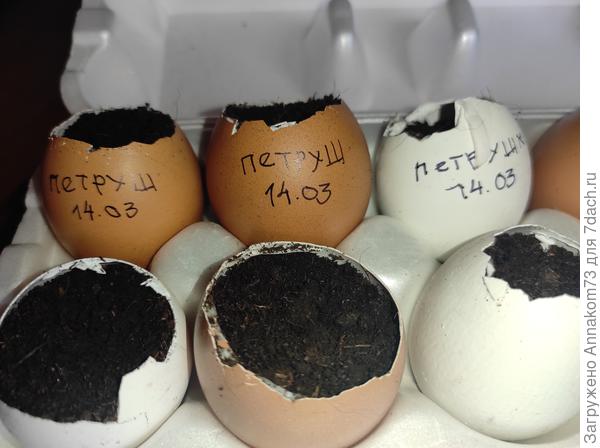 Персональные ёмкости для петрушки