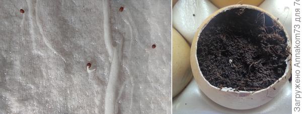 Росточки просятся в землю