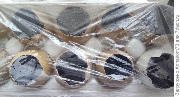 Петунии под плёнкой