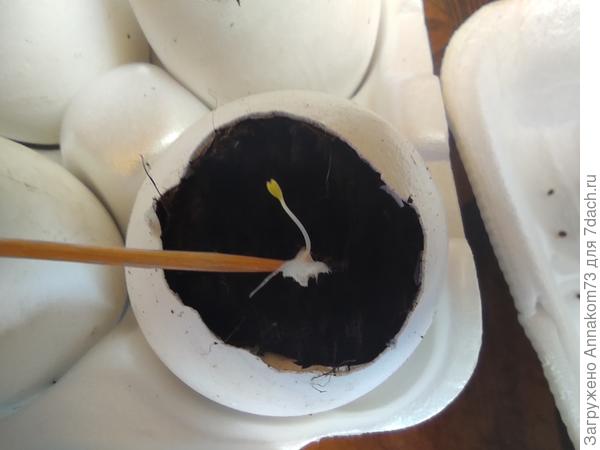 Посадка арабиса в грунт