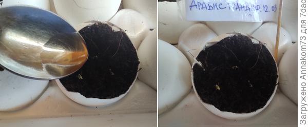 Полив посадок