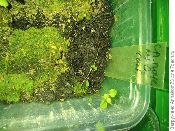 Вот якобы сладкий поцелуй. Совсем не похоже на клубнику землянику