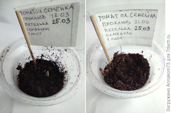 Рот