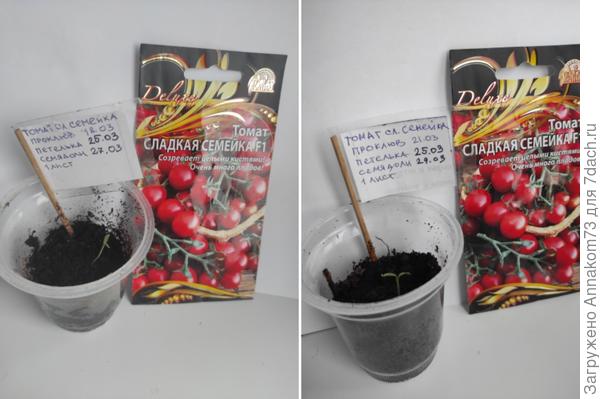 Раскрытие семядолей