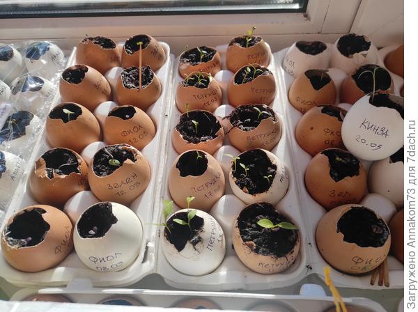 Мой зелёный огород на подоконнике ждёт своего часа. 31.03.2023